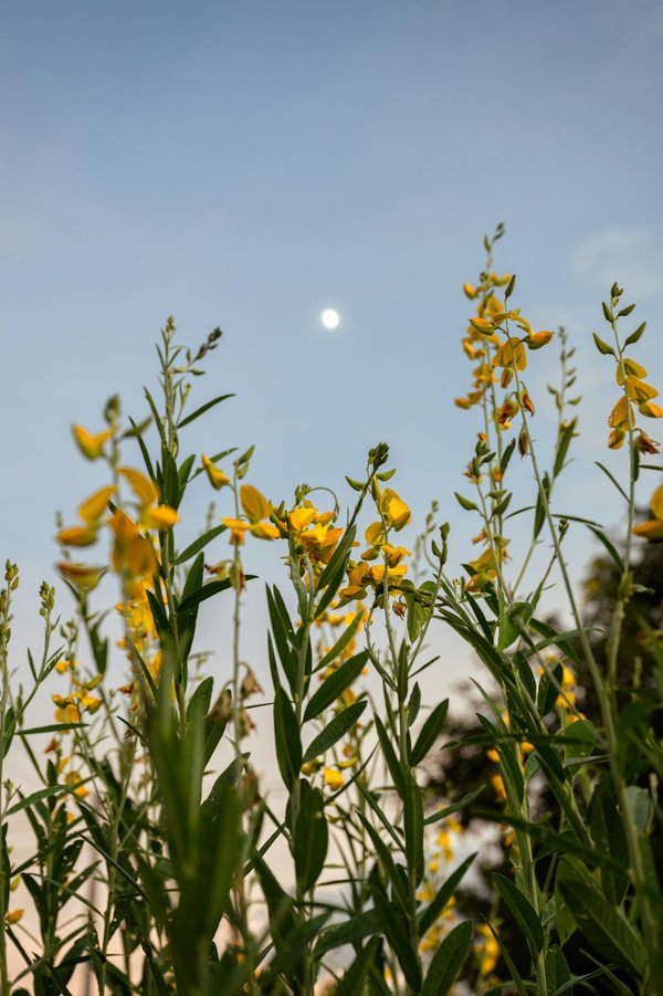 Meilleur site de chanvre : une plateforme pour passer de nombreuses commandes