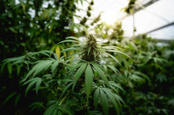 Fleurs de cbd pour dormir : conseils pour trouver le bon produit